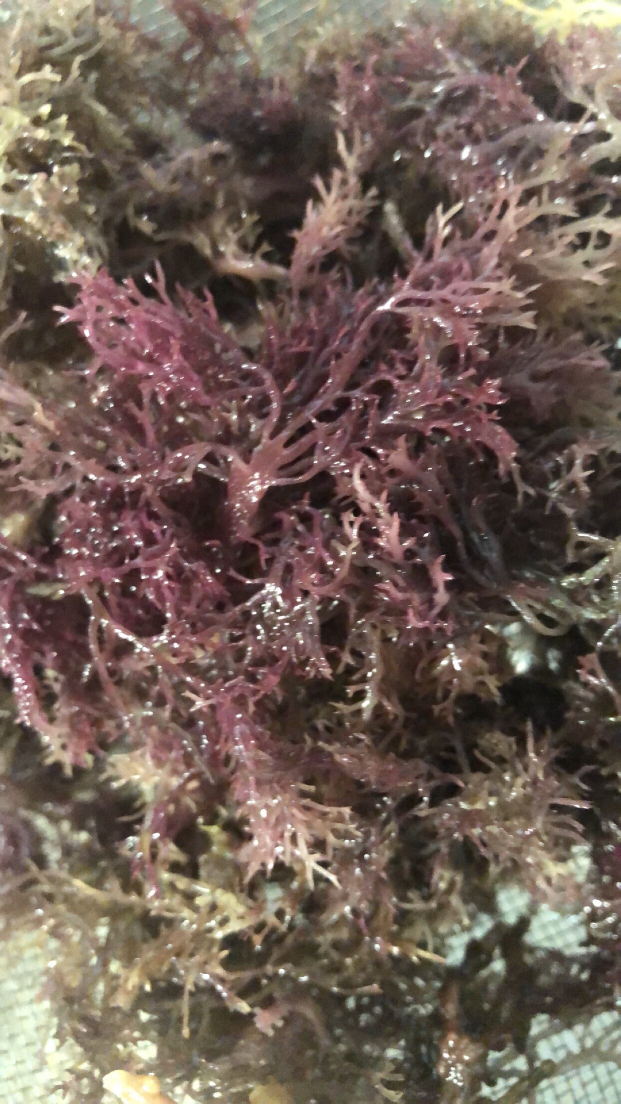 30 Delicious Examples Of Fruit Photography