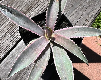 Variegated Mangave- Foxy Lady