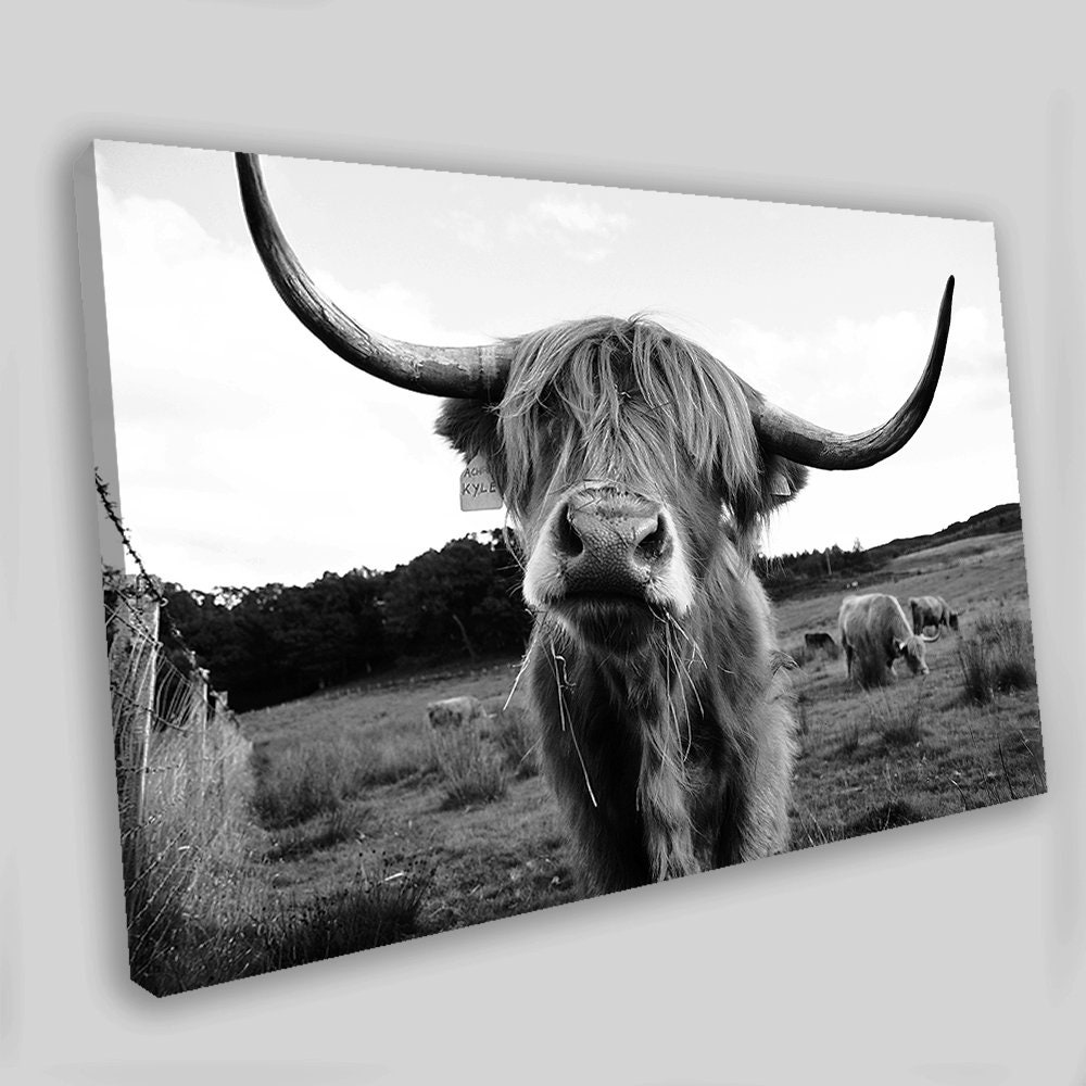 Highland Cow Canvas Art Highland Cow Print Highland Cow Canvas Etsy