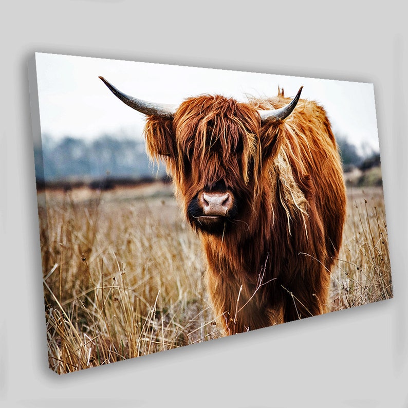 Highland Cow Canvas Art Highland Cow Canvas Wall Art Highland Etsy