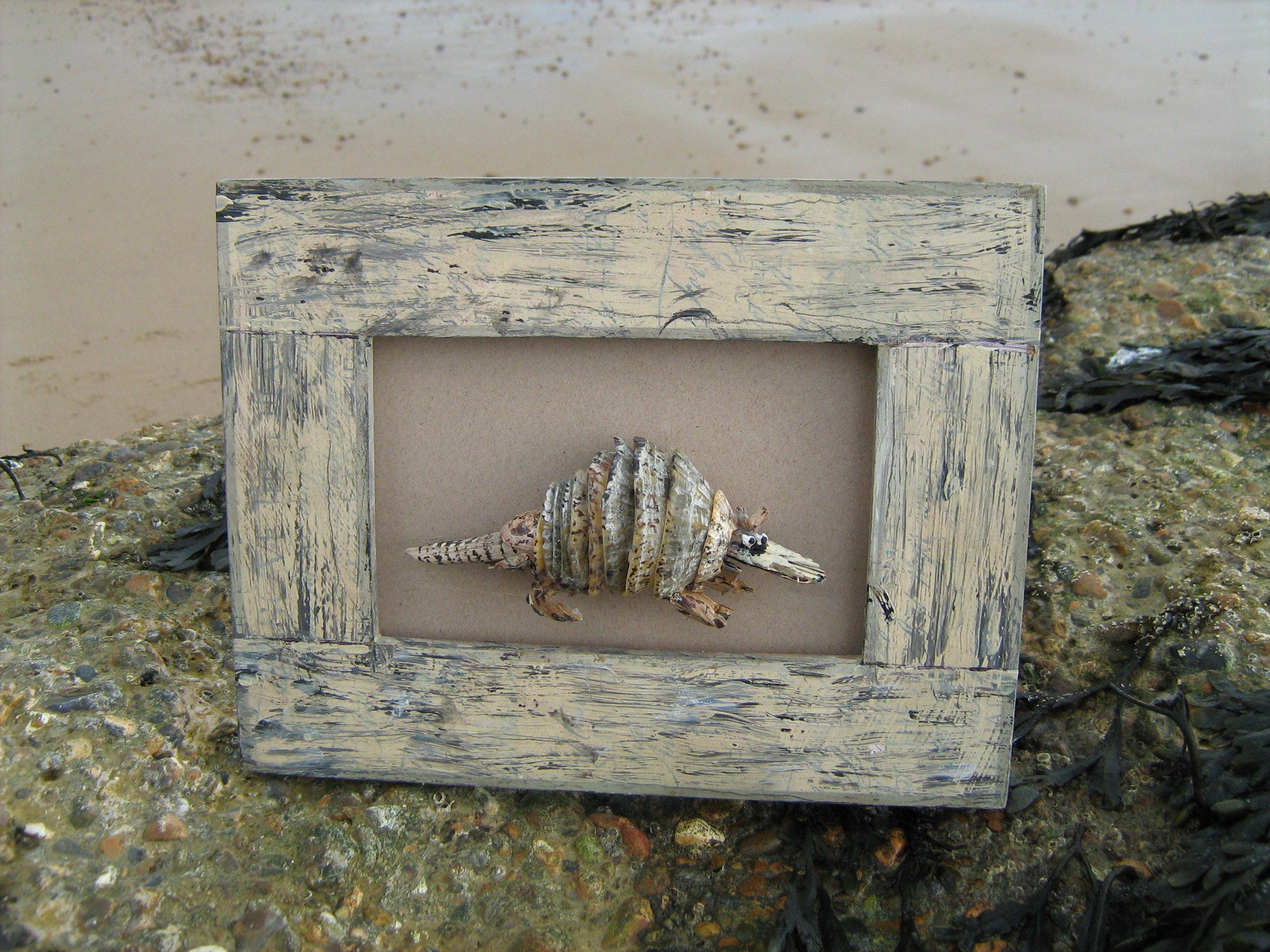 Sea Shell Armadillo -with Driftwood -felixstowe Beach Origins -positive ...