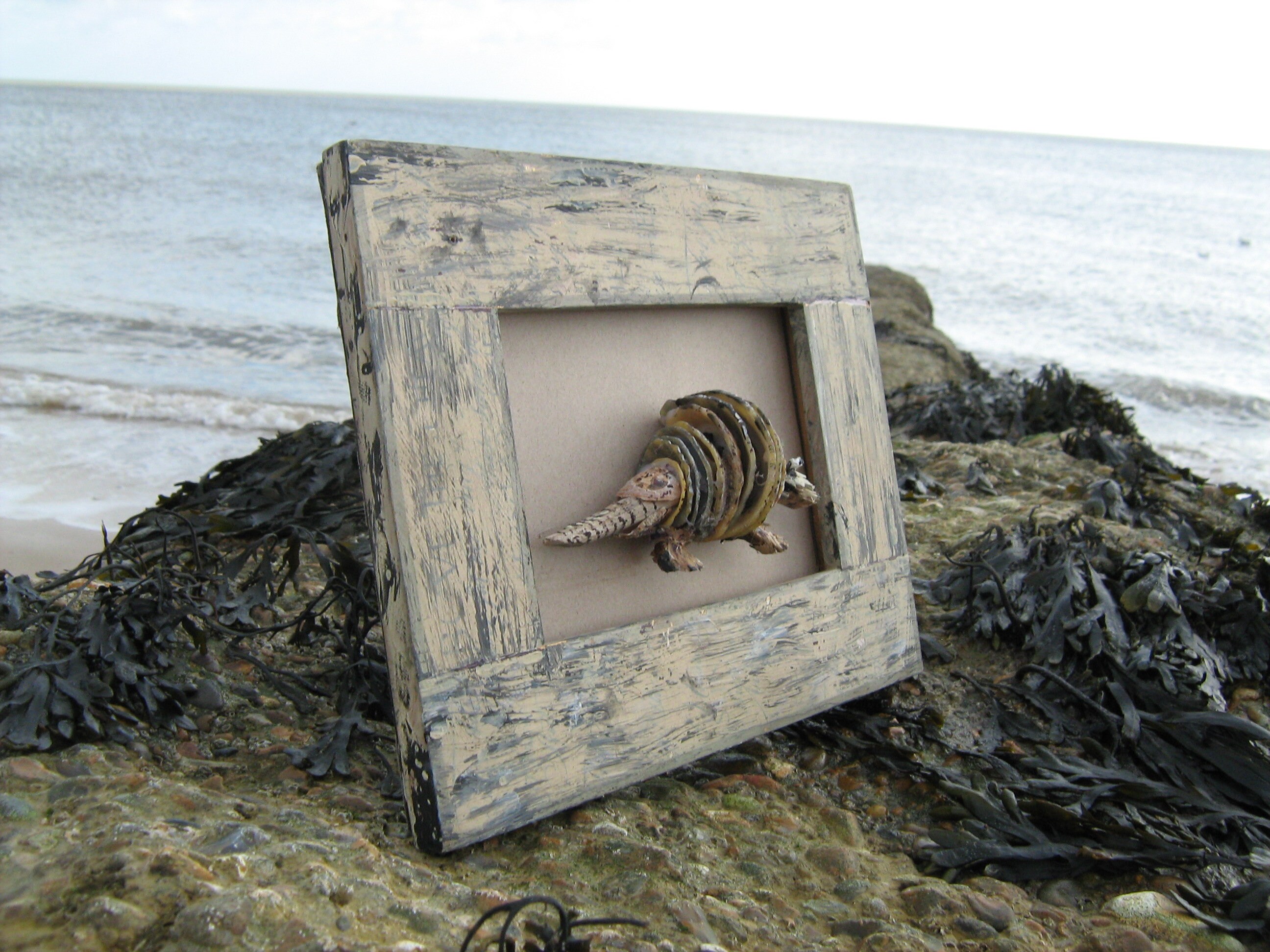 Sea Shell Armadillo -with Driftwood -felixstowe Beach Origins -positive ...