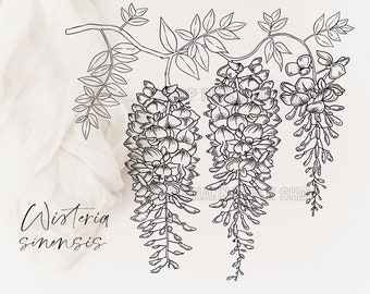 Wisteria Svg Etsy