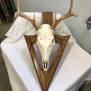 European mount plaque