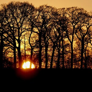 Sunset Woodland Greeting Card Blank Card FREE POST