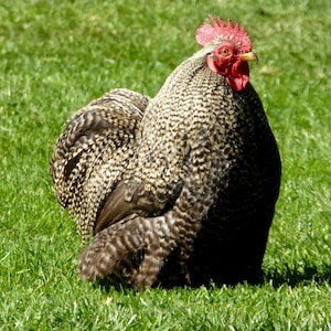 Vente de cartes - Poulet coq Carte de vœux