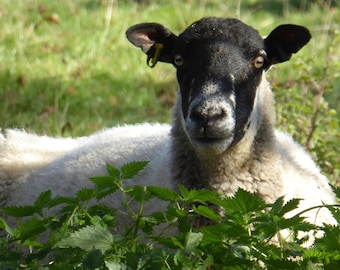 Farmyard Sheep Greeting Card Thinking of You Countryside