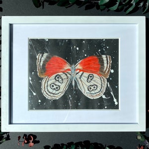 88 butterfly art, color pencil drawing, butterfly wall hanging, framed butterfly art, butterfly gift, ready to hang art, red butterfly art