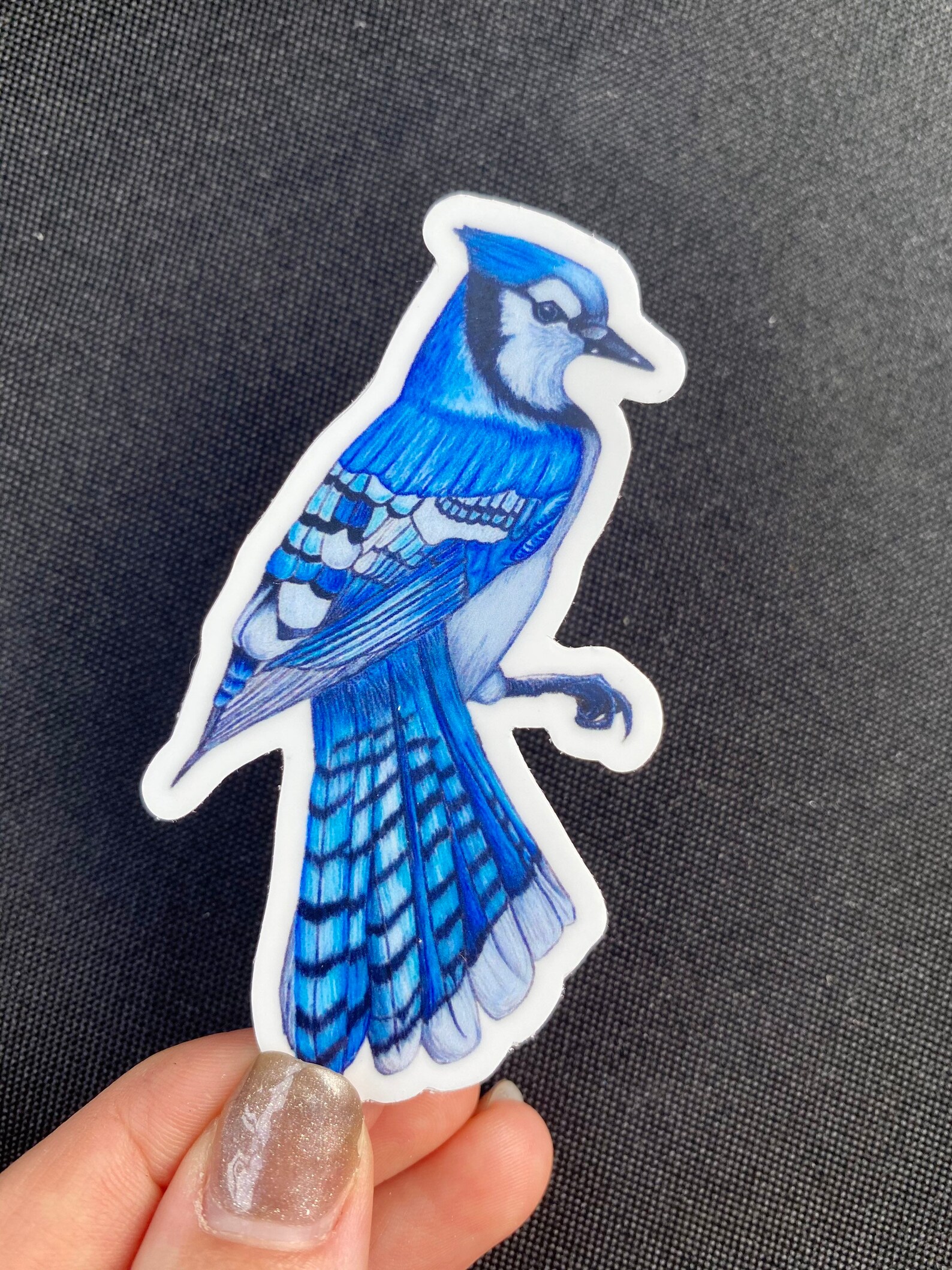 Blue jay sticker blue jay art vinyl waterproof art bird Etsy