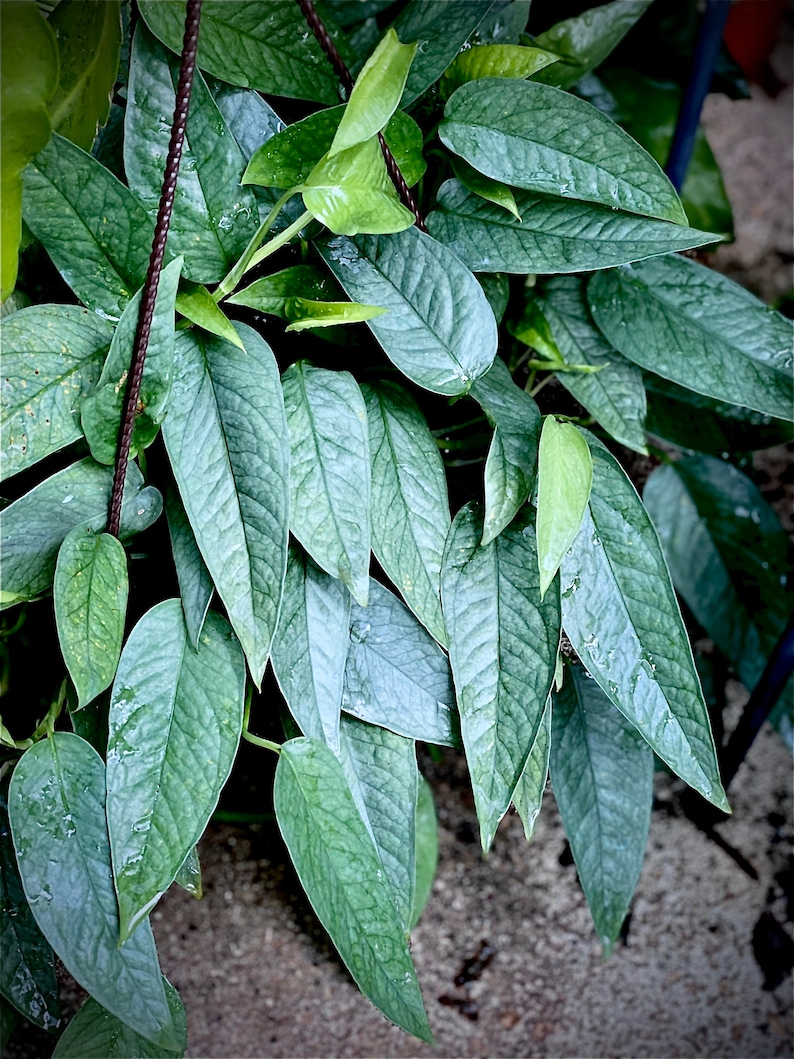 Cebu Blue Pothos Etsy