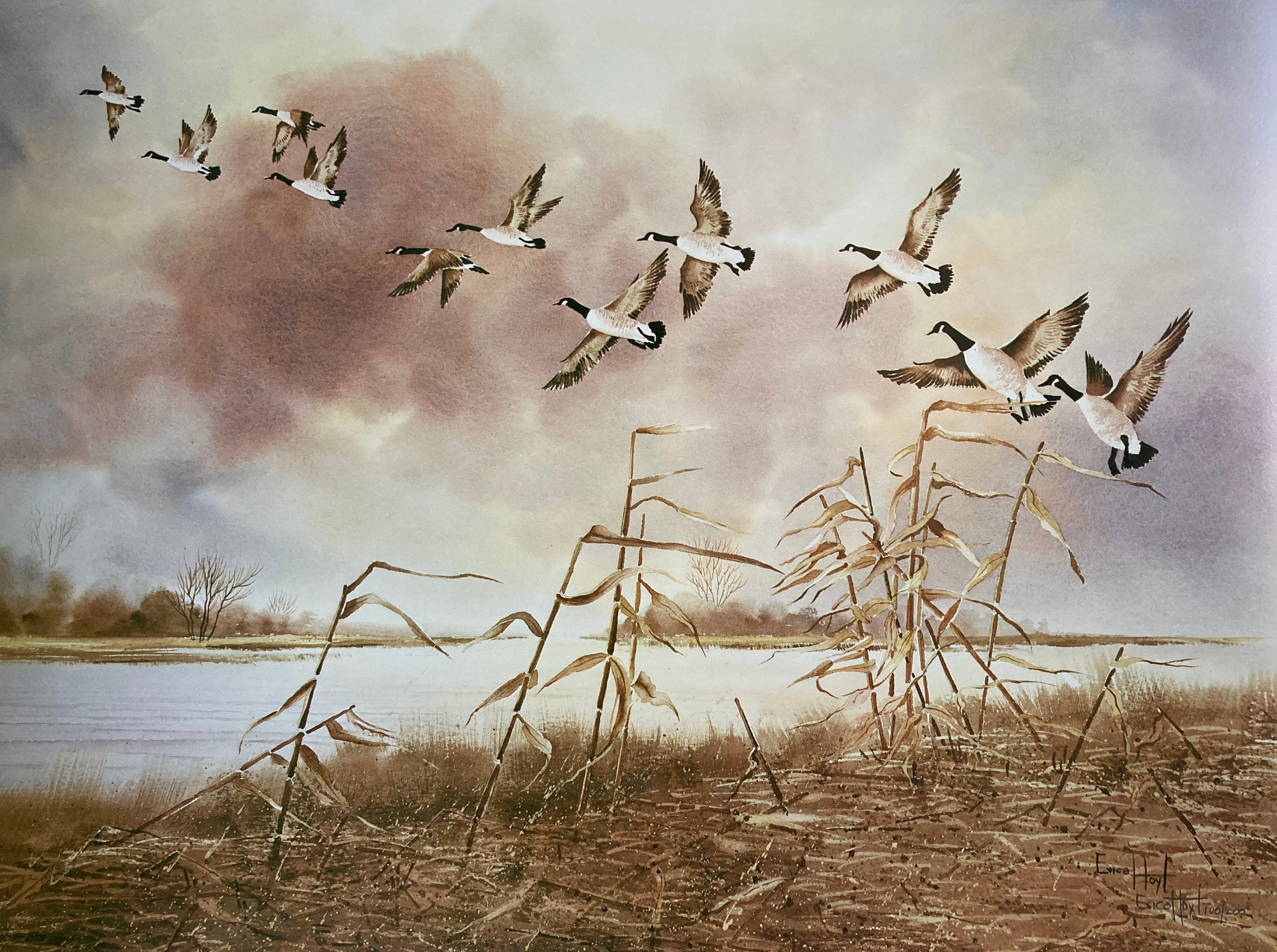 Canada Geese fly over marsh