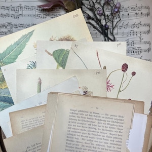 Edith Holden Botanic Vintage Bookpage Set