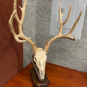 Euro mount plaque