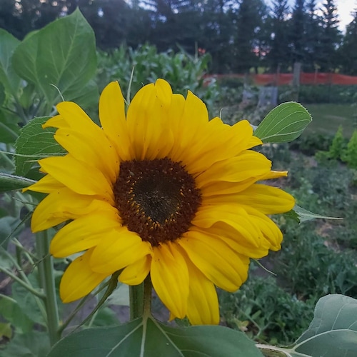 Corning Ware Casseruola Ovale Individuale Con Coperchio In Plastica, Bianco Francese - Italia - Foto 9