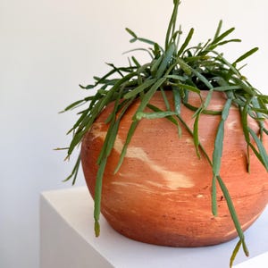 Rhipsalis Micrantha Hanging Plant – Rare Trailing Jungle Cactus in 5” Pot | Pet Safe Easy Care Indoor Plant for Small Spaces image 3
