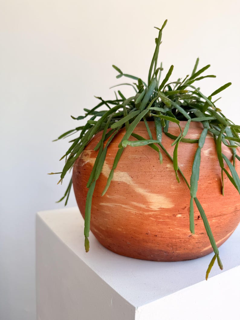Rhipsalis Micrantha Hanging Plant – Rare Trailing Jungle Cactus in 5” Pot | Pet Safe Easy Care Indoor Plant for Small Spaces image 3