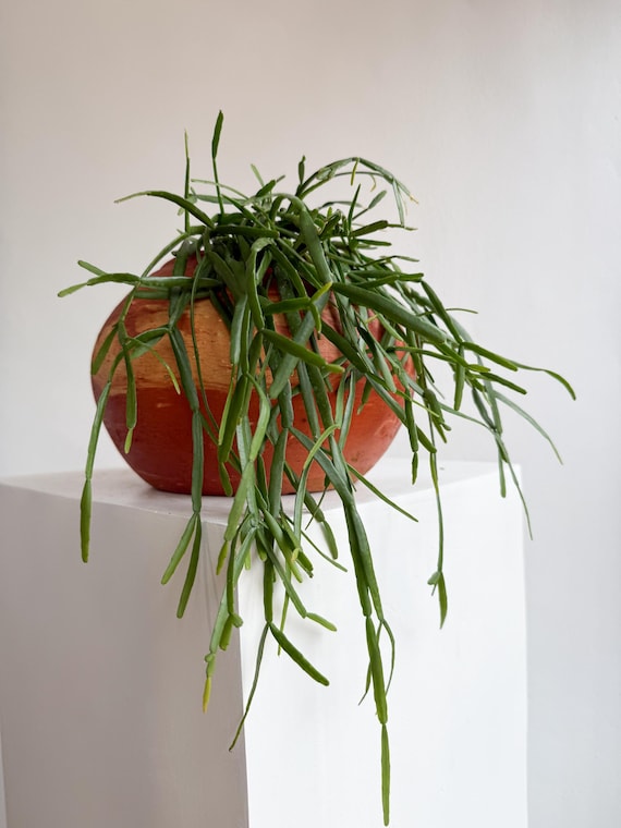 Rhipsalis Micrantha Hanging Plant – Rare Trailing Jungle Cactus in 5” Pot | Pet Safe Easy Care Indoor Plant for Small Spaces