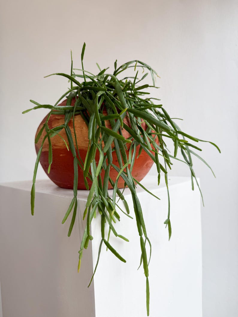 Rhipsalis Micrantha Hanging Plant – Rare Trailing Jungle Cactus in 5” Pot | Pet Safe Easy Care Indoor Plant for Small Spaces image 1