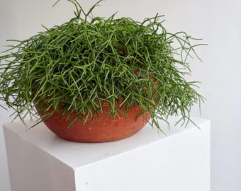 Rhipsalis Campos-Portoana in 5” Pot | Rare Trailing Jungle Cactus | Pet Safe Indoor Plant | Easy Care Succulent