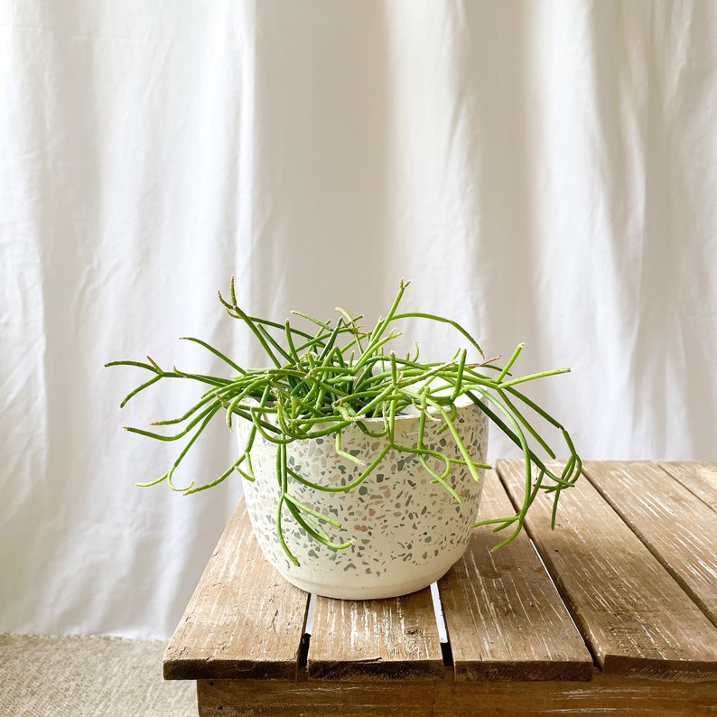 Rhipsalis Trio 4 inch Pot image 4