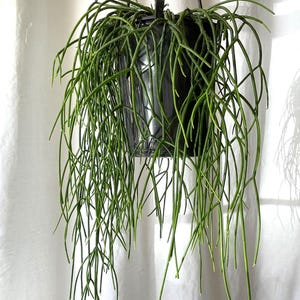 Rhipsalis Baccifera - Mistletoe Cactus in 5” Pot | Trailing Houseplant | Easy Care Indoor Plant | Rare Hanging Cactus