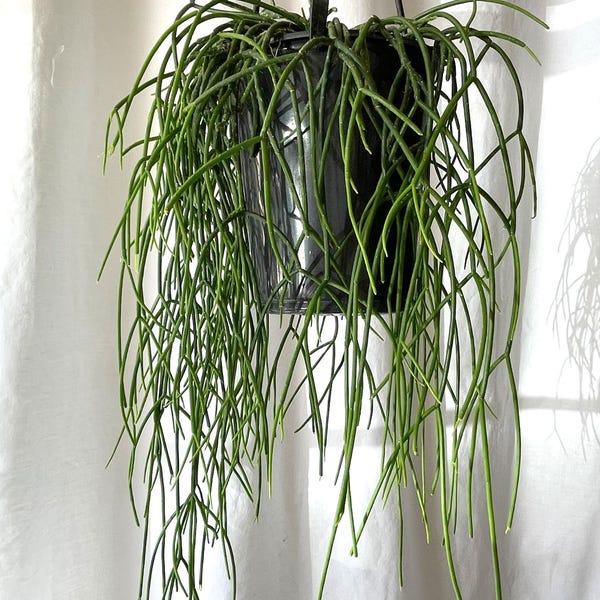 Rhipsalis Baccifera Hanging Plant | Pet Safe Trailing Houseplant | Mistletoe Cactus | Easy Care Indoor Plant for Small Spaces