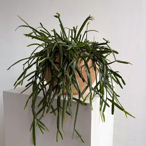 Rhipsalis Micrantha Hanging Plant – Rare Trailing Jungle Cactus in 5” Pot | Pet Safe Easy Care Indoor Plant for Small Spaces image 6