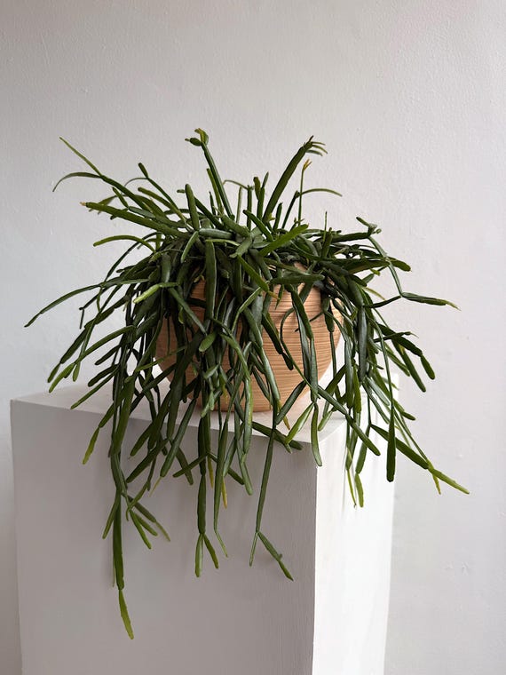 monstera deliciosa - swiss cheese plant Monstera Deliciosa 4
