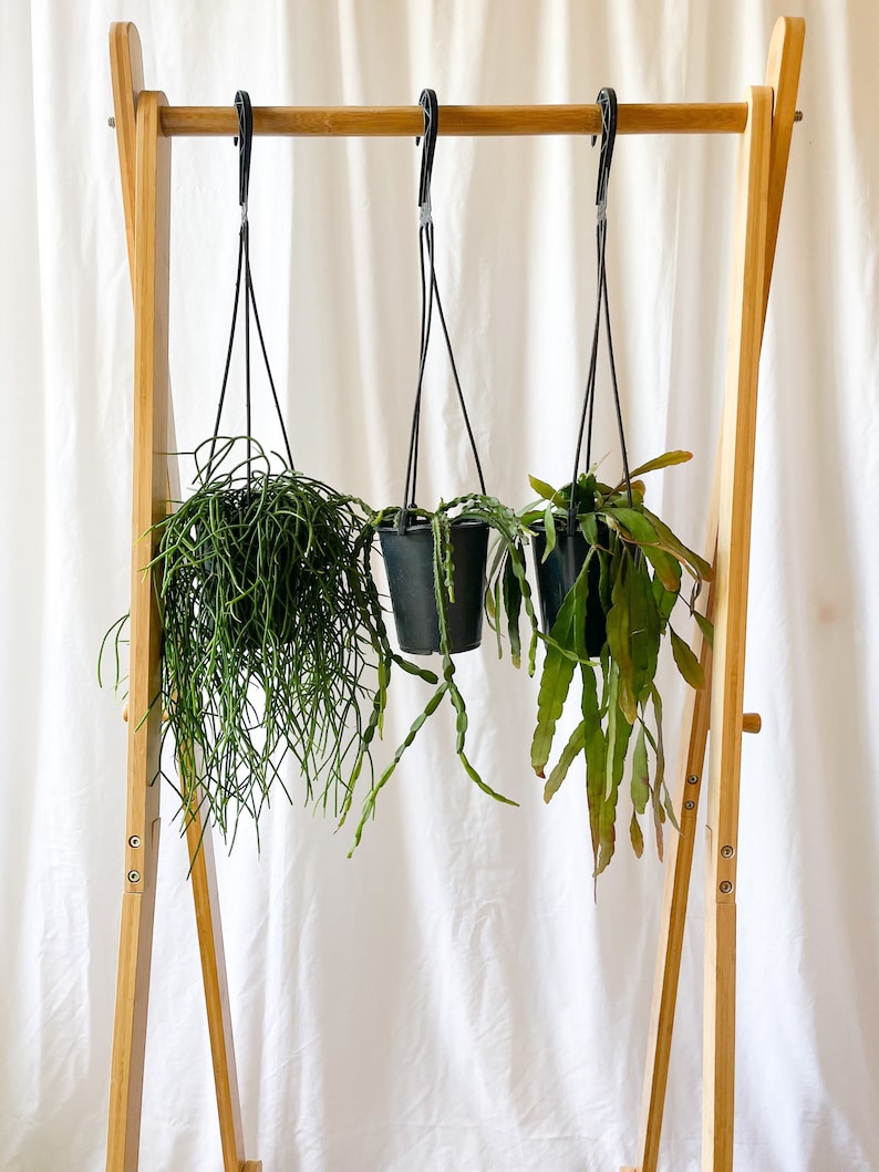 Rhipsalis Trio 5'' inch Pot image 3