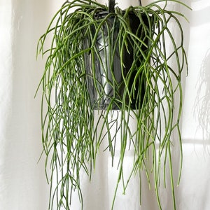 Rhipsalis Trio 5'' inch Pot image 5