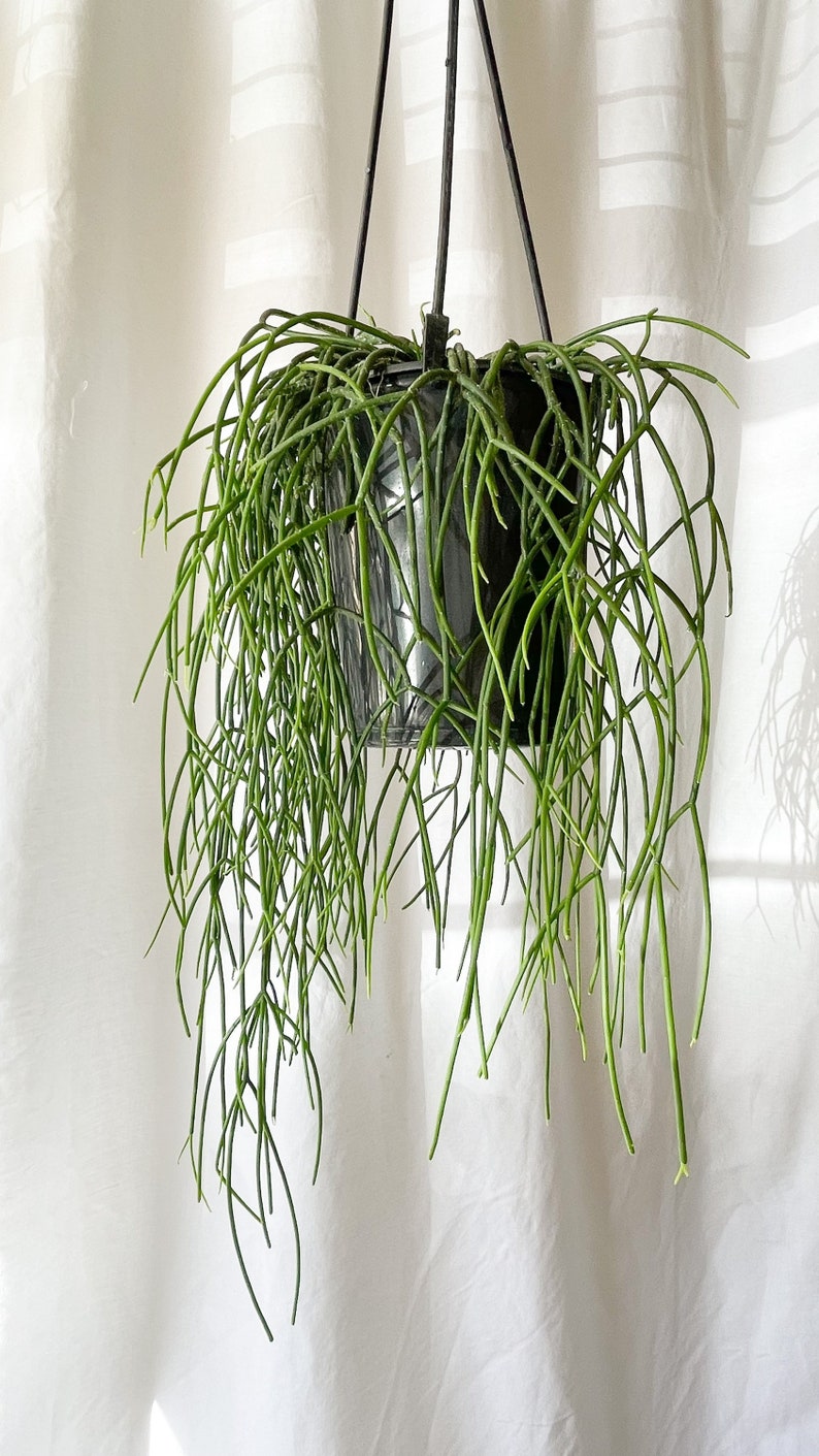 Rhipsalis Trio 5'' inch Pot image 5