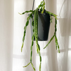 Rhipsalis Paradoxa in 5” Pot | Rare Trailing Cactus | Unique Succulent for Hanging Planters | Low Light Houseplant
