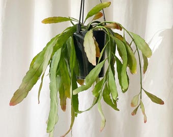 りよ☆さん提案価格 Microchilus tridax red 2株 りよ☆さん提案価格 Microchilus tridax red 2株 - メルカリ