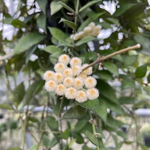 May include: A close-up of a cluster of small, white, star-shaped flowers with yellow centers. The flowers are growing on a vine with green leaves.