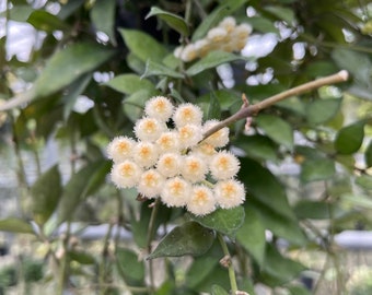 Hoya Lacunosa in 5” Pot | Sweet-Scented Wax Plant | Trailing Indoor Houseplant | Easy Care & Fragrant Bloomer