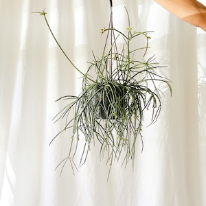 Rhipsalis Mauritana ‘Ferrari’ in 5” Pot | Rare Trailing Cactus | Red-Stemmed Indoor Plant | Easy Care Hanging Succulent