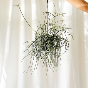 Rhipsalis Mauritana Ferrari 5'' inch pot