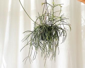 Rhipsalis Mauritana Ferrari