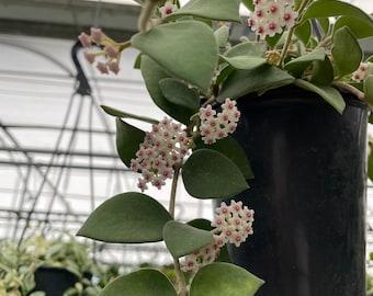 Hoya Nummularioides