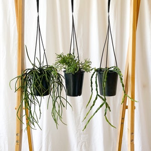 Rhipsalis Trio in 5” Pots | Rare Trailing Jungle Cacti | Pet-Friendly Indoor Plants