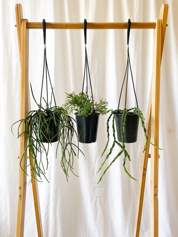 hang a plant Plant Hanging Kit main image 1