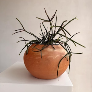 Rhipsalis Mauritana ‘Ferrari’ in 5” Pot | Rare Trailing Cactus | Red-Stemmed Indoor Plant | Easy Care Hanging Succulent
