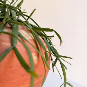 Rhipsalis Micrantha Hanging Plant – Rare Trailing Jungle Cactus in 5” Pot | Pet Safe Easy Care Indoor Plant for Small Spaces image 4