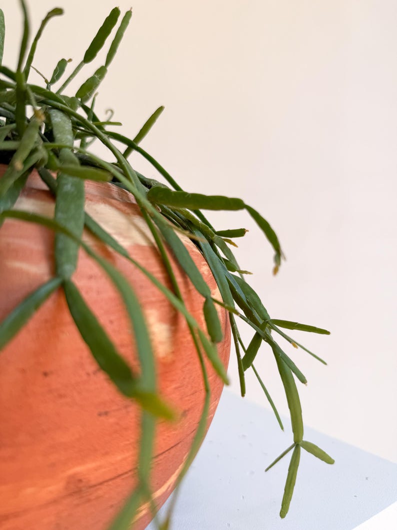 Rhipsalis Micrantha Hanging Plant – Rare Trailing Jungle Cactus in 5” Pot | Pet Safe Easy Care Indoor Plant for Small Spaces image 4