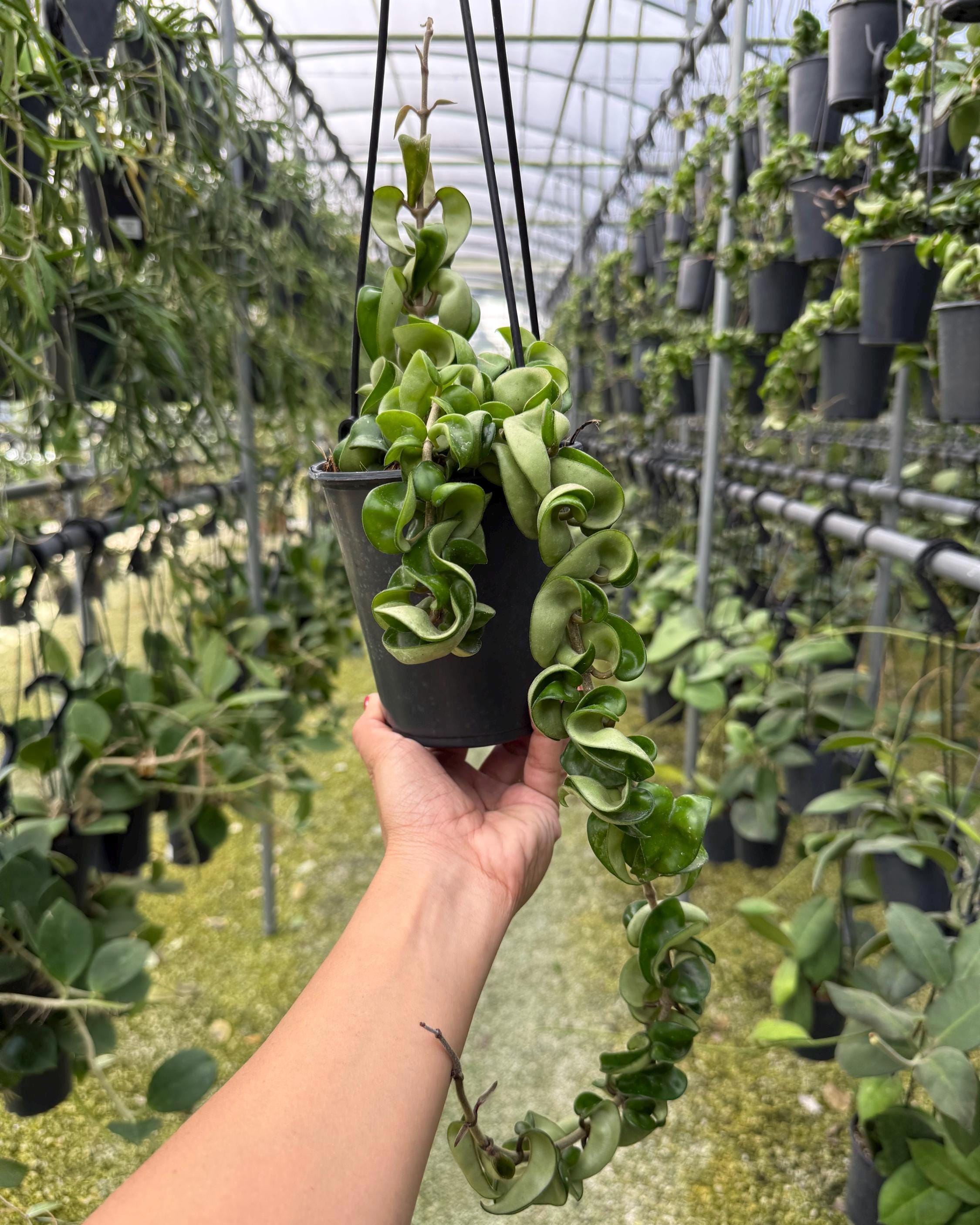 Hoya Hindu Rope Compact | Blooming Wax Plant Live | Rare Curly ...