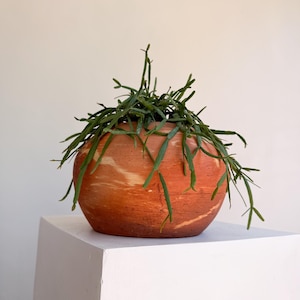 Rhipsalis Micrantha f. Tonduzii in 5” Pot | Unique Hanging Cactus | Rare Succulent | Easy Care Indoor Houseplant