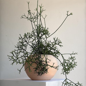 May include: A peach-colored, round ceramic planter filled with a green, branching plant. The plant has many thin, twig-like stems that extend outward from the planter. The planter sits on a white, square pedestal against a plain white wall.