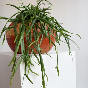 Rhipsalis Micrantha Hanging Plant – Rare Trailing Jungle Cactus in 5” Pot | Pet Safe Easy Care Indoor Plant for Small Spaces image 2