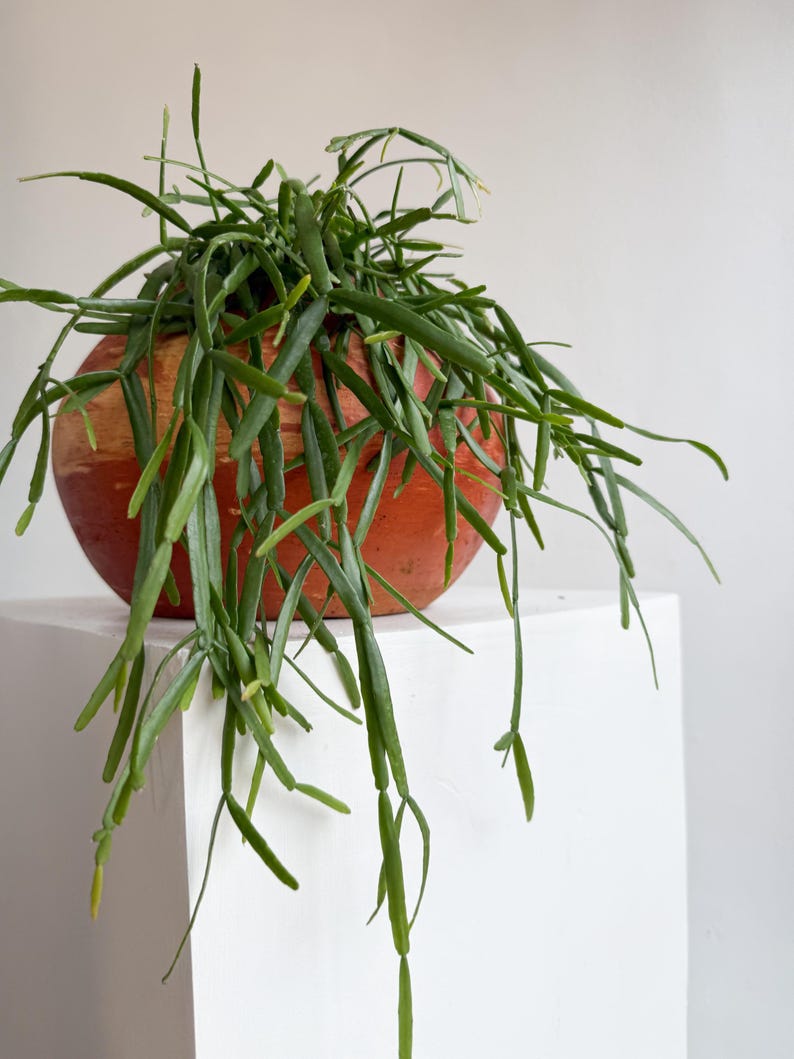 Rhipsalis Micrantha Hanging Plant – Rare Trailing Jungle Cactus in 5” Pot | Pet Safe Easy Care Indoor Plant for Small Spaces image 2