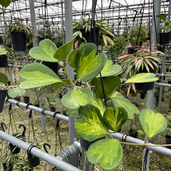 Hoya kerrii reverse variegated